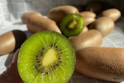 ​猕猴桃属于什么类水果，猕猴桃属于哪种水果？