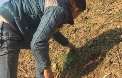 ​农村山里常见的“野葱”营养价值高, 可惜许多人不知道