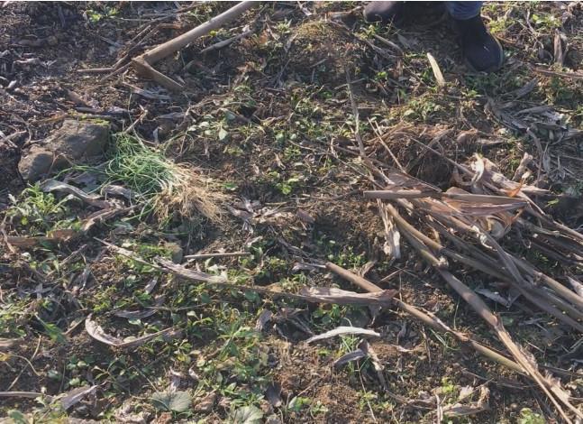 农村山里常见的“野葱”营养价值高, 可惜许多人不知道