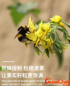 ​熊蜂是什么？熊蜂的种类有哪些？