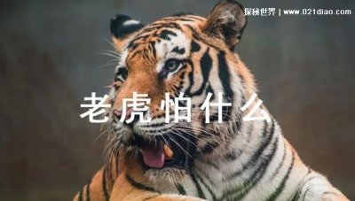 ​脑筋急转弯老虎最怕什么东西，3种你绝对想不到的有趣答案