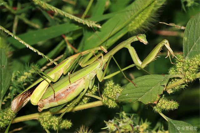 母螳螂为什么繁殖后会吃公螳螂(冒着生命危险交配)(9)