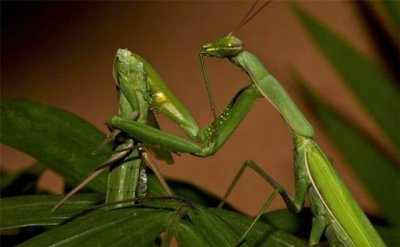 母螳螂为什么繁殖后会吃公螳螂(冒着生命危险交配)
