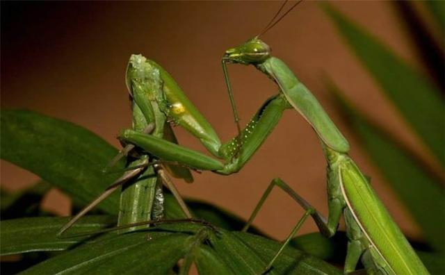 母螳螂为什么繁殖后会吃公螳螂(冒着生命危险交配)(1)