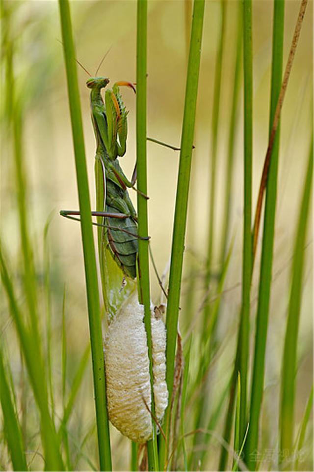 母螳螂为什么繁殖后会吃公螳螂(冒着生命危险交配)(13)