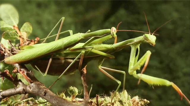 母螳螂为什么繁殖后会吃公螳螂(冒着生命危险交配)(6)