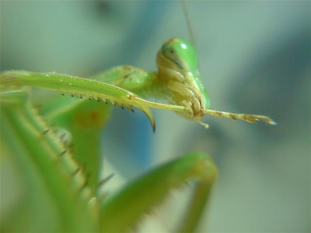母螳螂为什么繁殖后会吃公螳螂(冒着生命危险交配)(3)