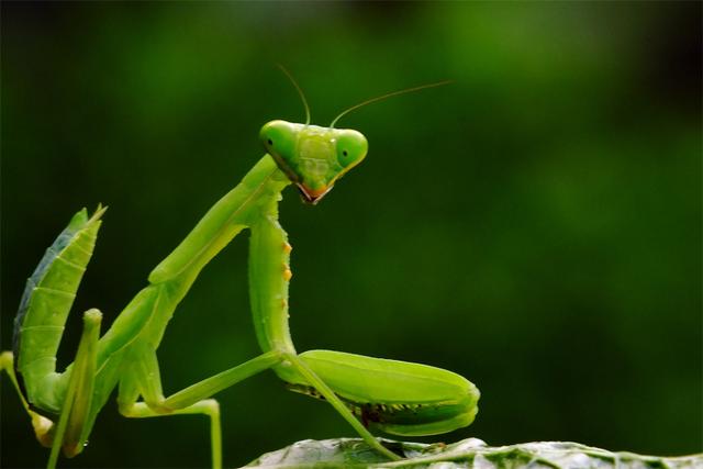 母螳螂为什么繁殖后会吃公螳螂(冒着生命危险交配)(4)