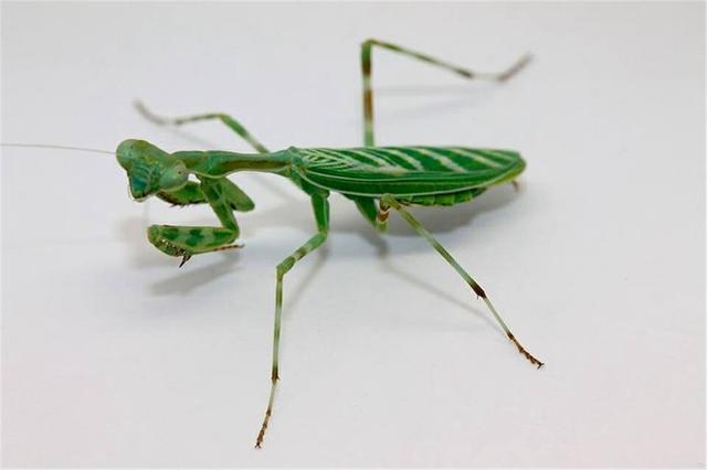 母螳螂为什么繁殖后会吃公螳螂(冒着生命危险交配)(11)