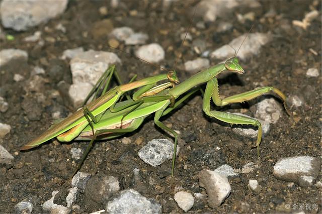 母螳螂为什么繁殖后会吃公螳螂(冒着生命危险交配)(12)