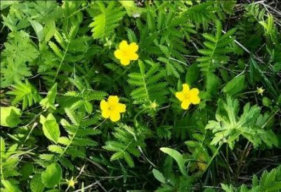 ​学生如何合理利用手机(中学生怎么合理使用手机)