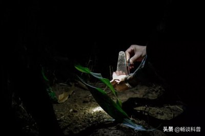 ​山东农田随处可见蟋蟀，但最贵一只卖出11万，到底什么样的值钱？