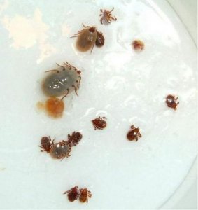 ​蜱虫是什么颜色？蜱虫是什么虫子