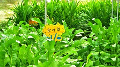 ​食叶草走红网络到底是什么神秘野菜