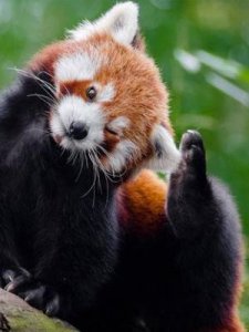 ​小熊猫吃竹子(小熊猫吃什么食物)