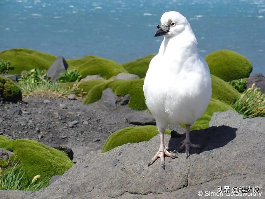 赫德与麦克唐纳群岛在哪里(赫德屿麦克唐纳群岛的含义)