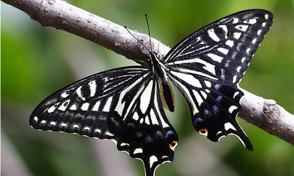 昆虫的种类有哪些,常见的几种昆虫有哪些图5