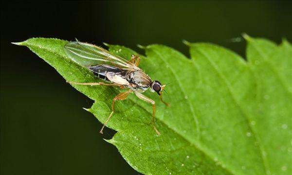 昆虫的种类有哪些,常见的几种昆虫有哪些图6