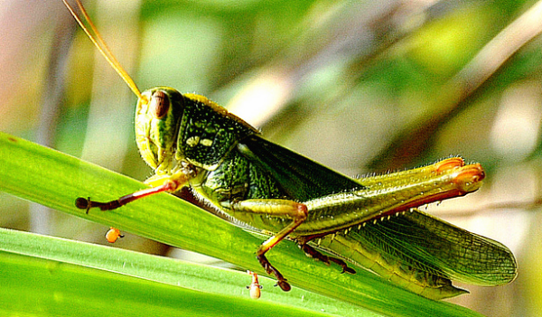 昆虫的种类有哪些,常见的几种昆虫有哪些图1