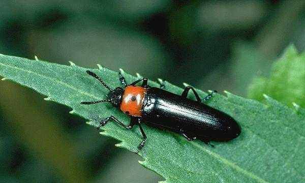 昆虫的种类有哪些,常见的几种昆虫有哪些图4