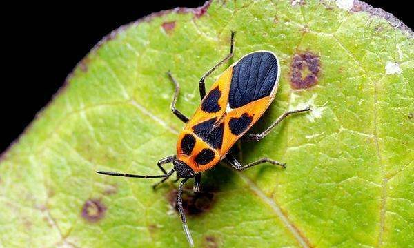 昆虫的种类有哪些,常见的几种昆虫有哪些图8