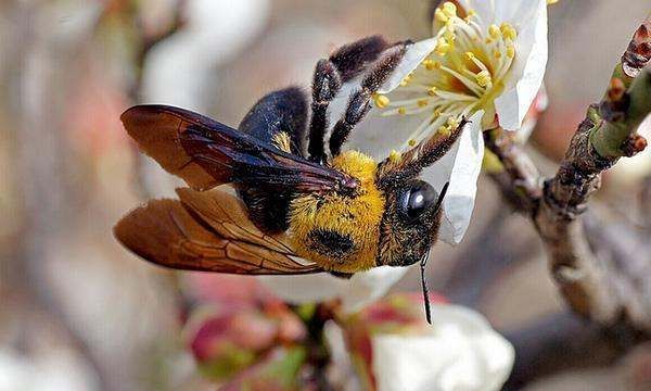 昆虫的种类有哪些,常见的几种昆虫有哪些图7