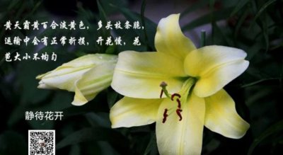 ​百合的花语，百合花的花语是什么？