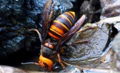 地雷蜂有多可怕?浙江男子因它丧命,发现时尸体还在被蜇