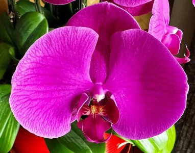 我家元宵节菜谱!