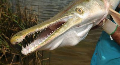 广东又发现“水怪”!重达40斤,四五个人才能摆平它,这是什么?