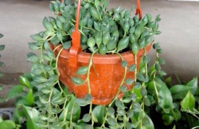 ​珍珠吊兰(珍珠吊兰的寓意是什么)