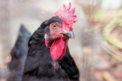 ​养鸡秘诀：教你农家散养土鸡技术，可使鸡毛色光亮，保证肉质品味