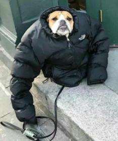 哈尔滨竟然比南极洲还要冷? ! 你的城市现在几度, 下雪了吗?