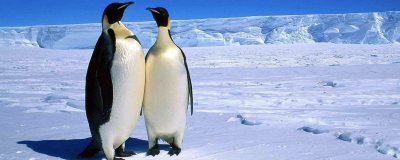 ​企鹅的翅膀是用来干什么的