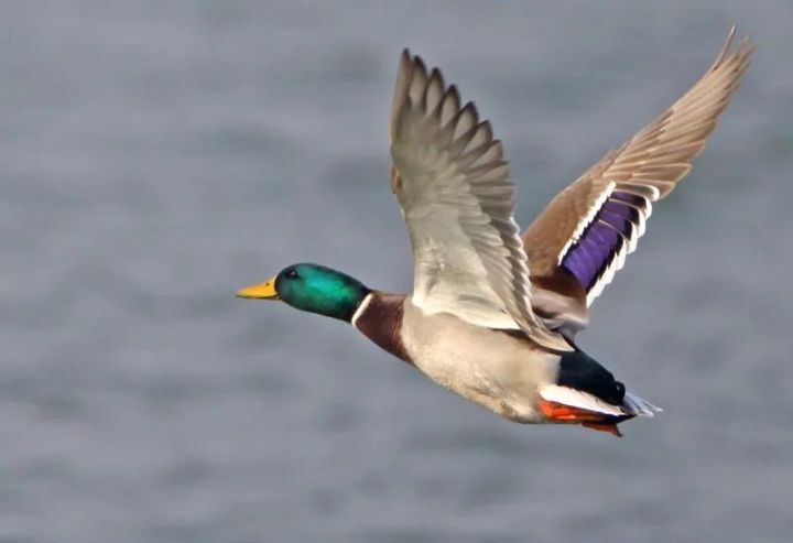 会飞的鸭子是什么品种（飞行速度达65公里）