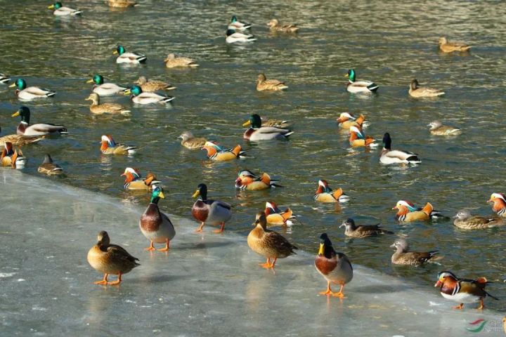 会飞的鸭子是什么品种（飞行速度达65公里）