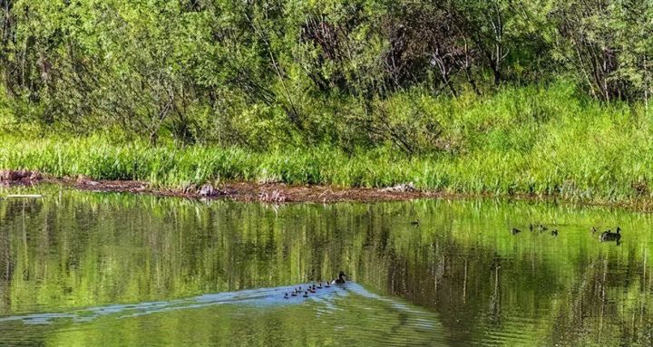 会飞的鸭子是什么品种（飞行速度达65公里）
