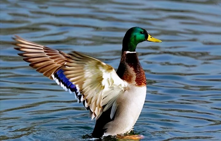 会飞的鸭子是什么品种（飞行速度达65公里）