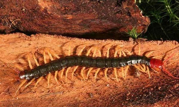 家里有蜈蚣怎么办能除根，家里炕上有蜈蚣怎么办？图3