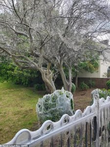 ​毛虫图片(毛虫图片大全)