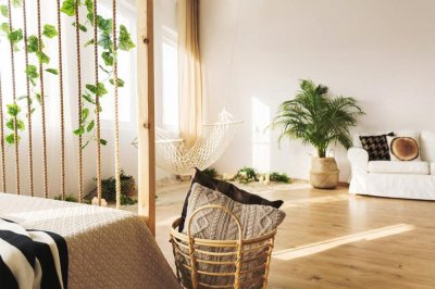 ​新买的一叶兰怎么养