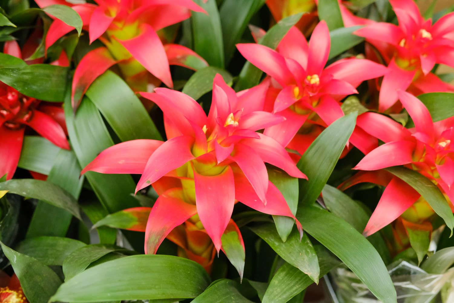 鸿运当头 鸿运当头