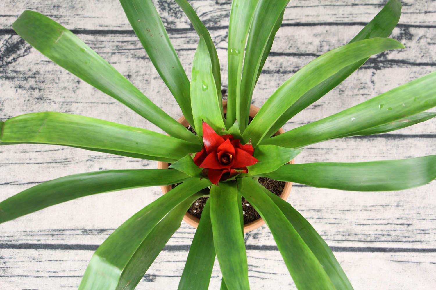 鸿运当头 鸿运当头