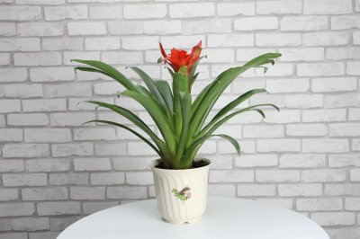 ​鸿运当头怎么换盆