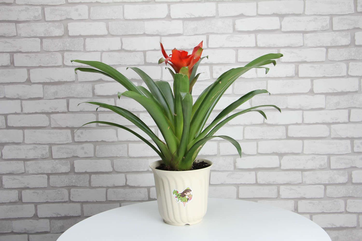 鸿运当头 鸿运当头