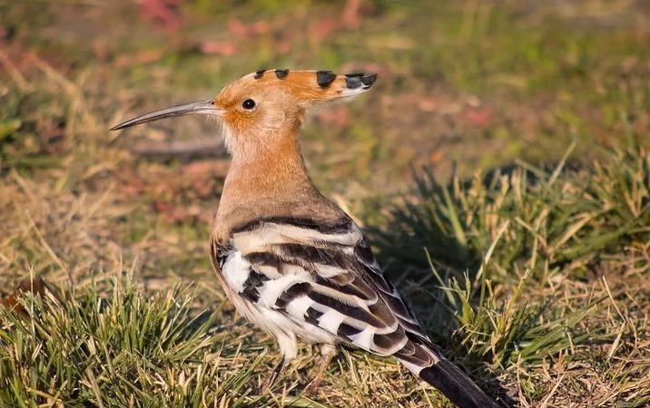 蓝桉已遇释魂鸟什么意思