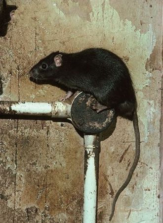 谁的尾巴长谁的尾巴短写出相反的词