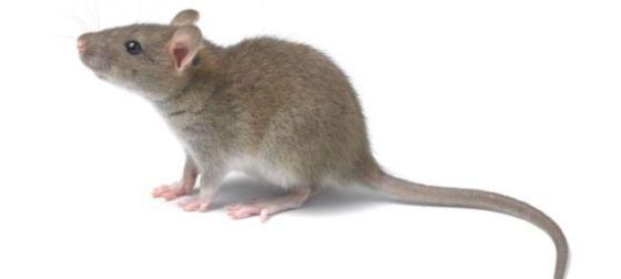 老鼠的尾巴有多长是干什么用的