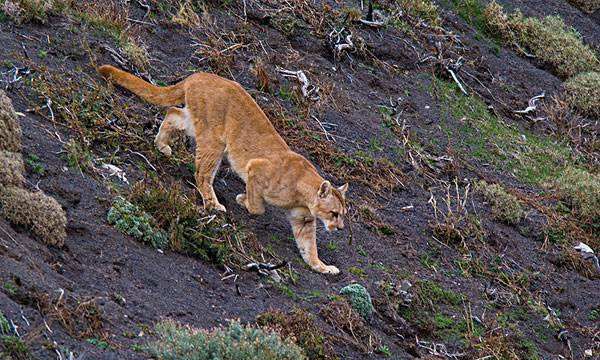 什么动物的叫声和猫咪差不多,什么东西的叫声和猫咪差不多图2