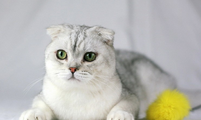 ​什么动物的叫声和猫咪差不多,什么东西的叫声和猫咪差不多